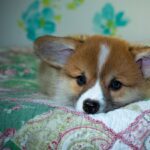 Reddybook Review: How This Platform Empowers Businesses with Integrated Laser Solutions