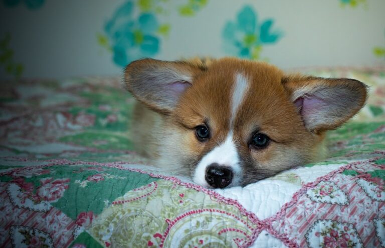 Reddybook Review: How This Platform Empowers Businesses with Integrated Laser Solutions